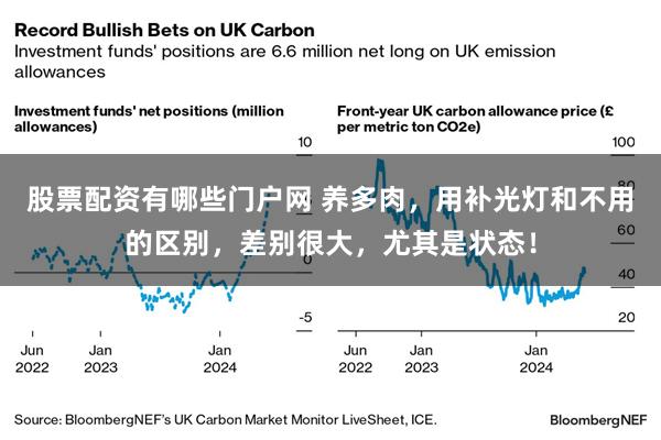 股票配资有哪些门户网 养多肉，用补光灯和不用的区别，差别很大，尤其是状态！