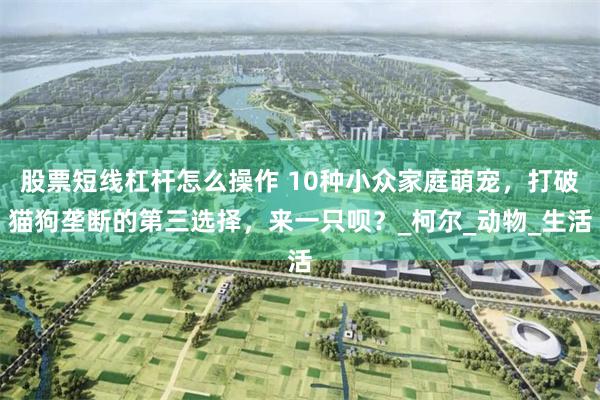 股票短线杠杆怎么操作 10种小众家庭萌宠，打破猫狗垄断的第三选择，来一只呗？_柯尔_动物_生活